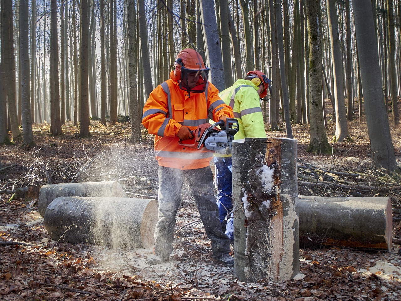 forest, workers, work-2830790.jpg